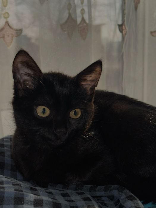 Котёнок отдам в хорошие руки