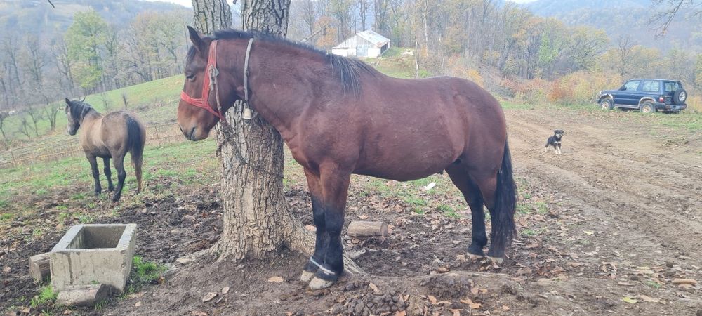 De vanzare un mânz și un armăsar