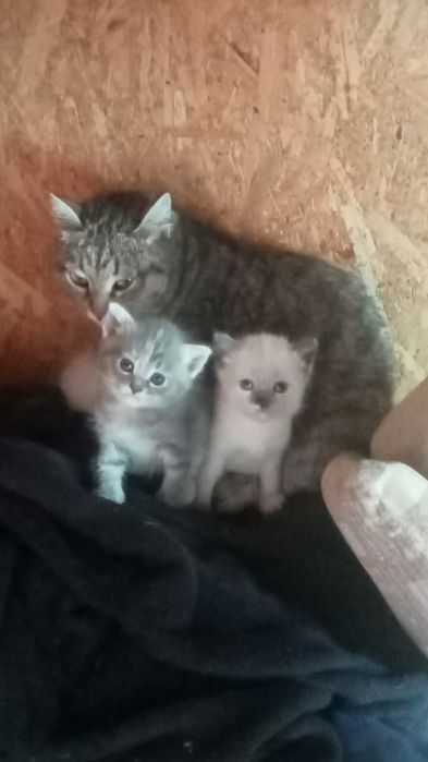 Отдам бесплатно котят