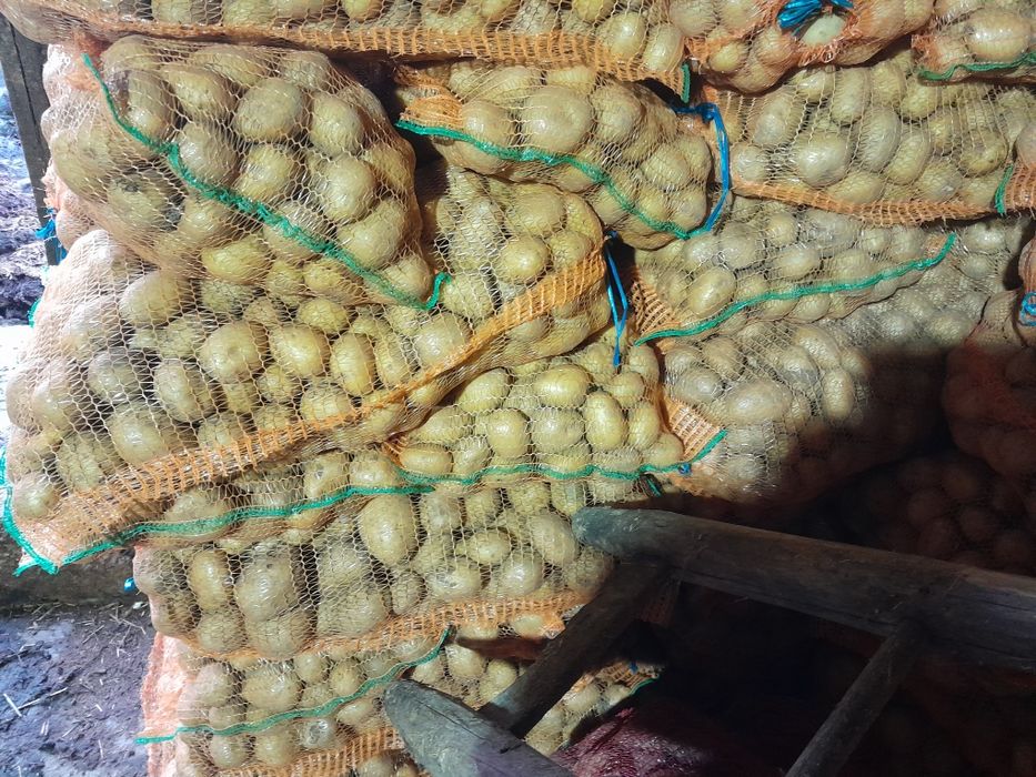 Cartof consum de vanzare