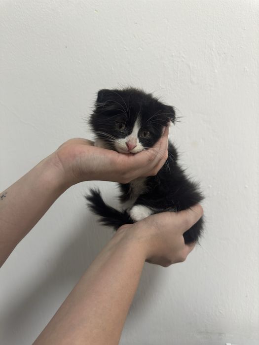 котята/котенок вислоухие