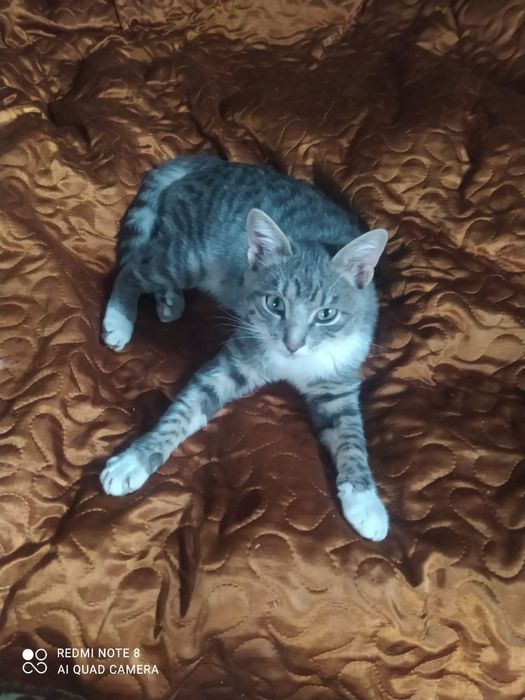 Отдам котенка в добрые руки