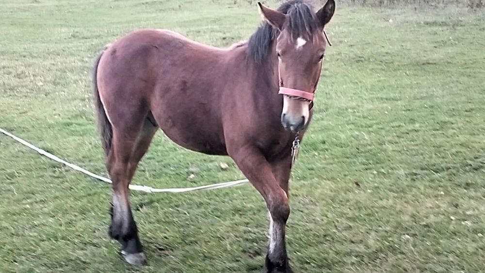 Vând mânz semigreu