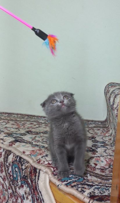 Продаётся кошечка