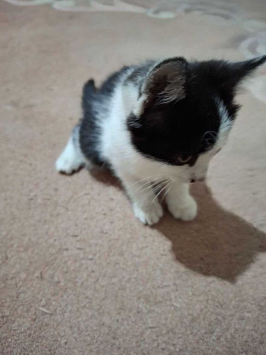 Мушук mushuk котёнок котята