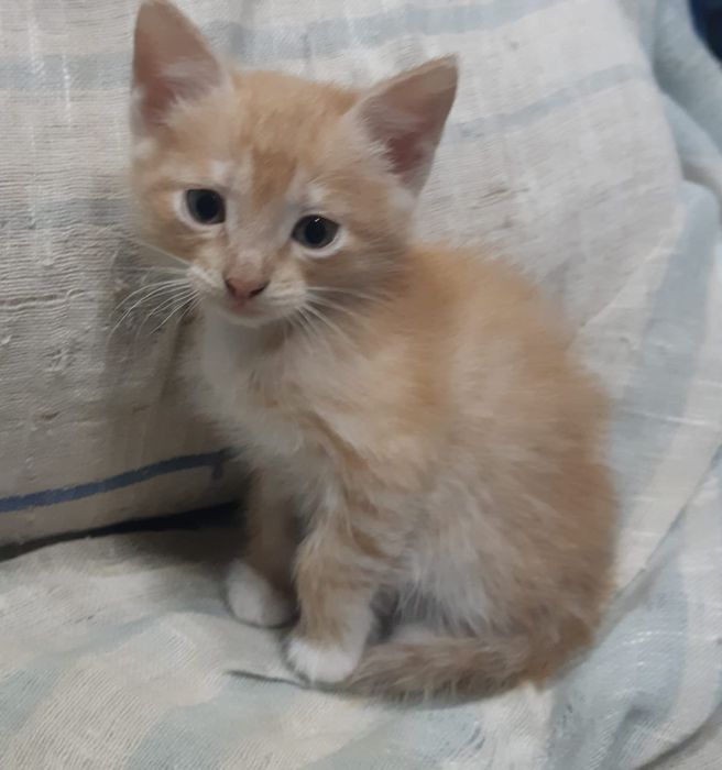 Отдам котёнка в добрые руки.