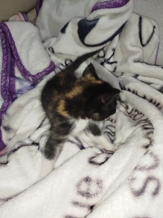 Отдам котят в хорошие руки