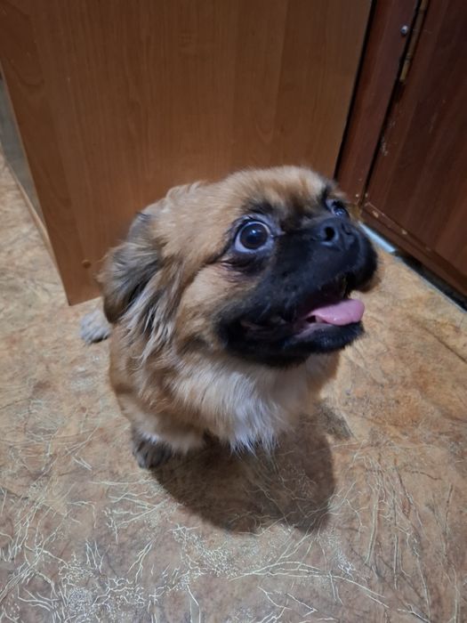 Самец Пекинеса 6 месяцев