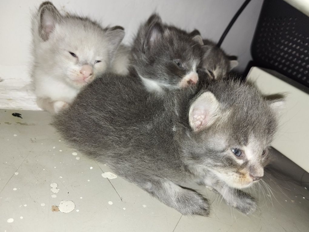 Xadyaga ona mushuk va 4ta bolasi bilan beriladi