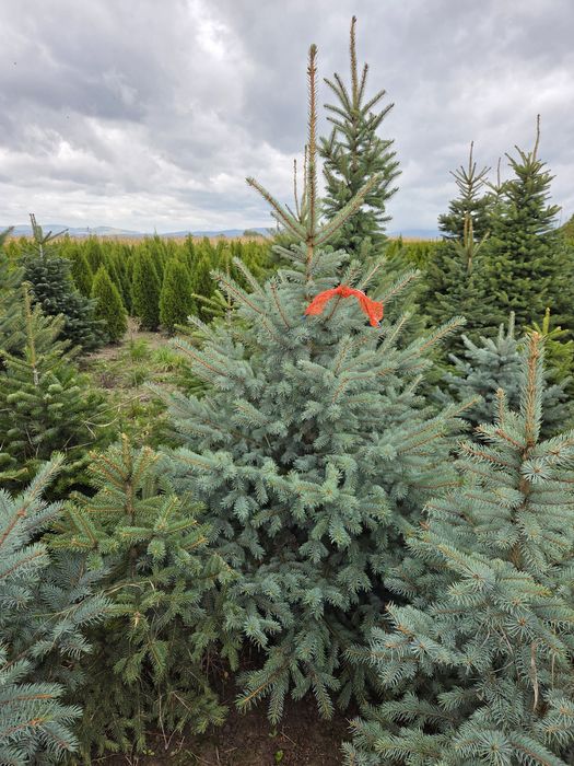 Brazi arginti si verzi