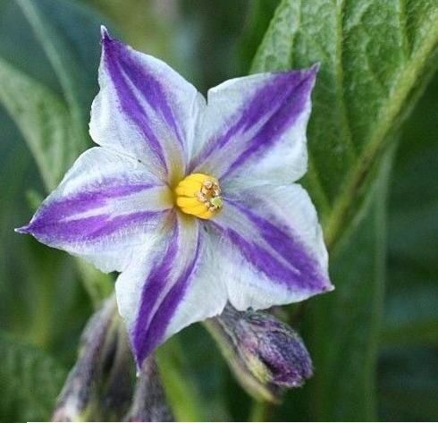 Seminte Solanum muricatum Pepino/oferta:12seminte=20lei