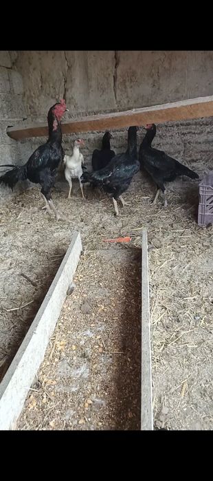 Дакан тухумлари сотилади