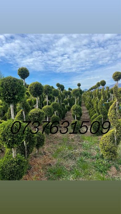 Plante ornamentale decorative