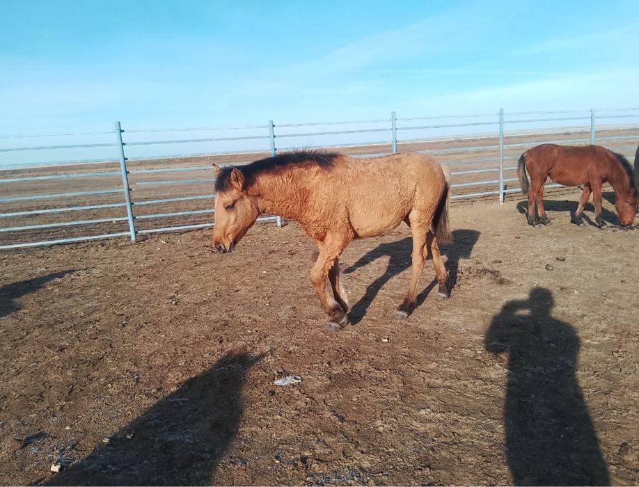 Жабағы жабагылар.