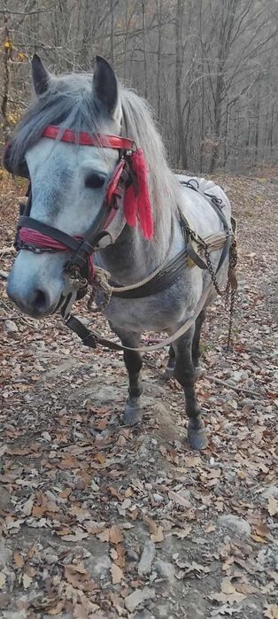 Vând armăsar de 4 ani