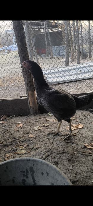 Продам даканиху цена 12 000 обмен есть