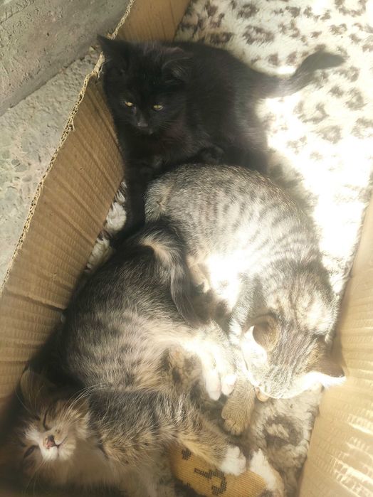 Продажа котят в хорошие руки