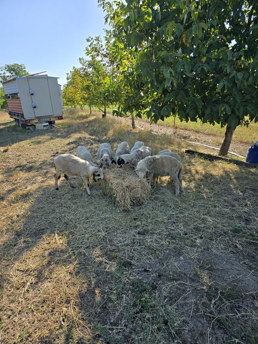 Mielute turcane oachesa