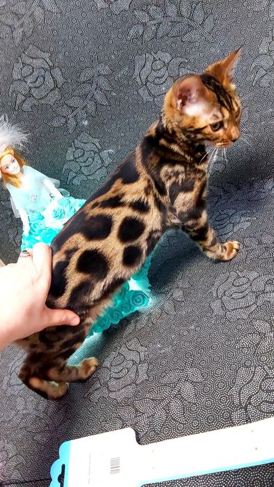 Редкая  Бенгальская Красоточка - Милана