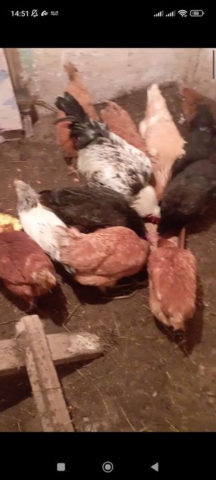 6000тенге домашний 2кури прадаю