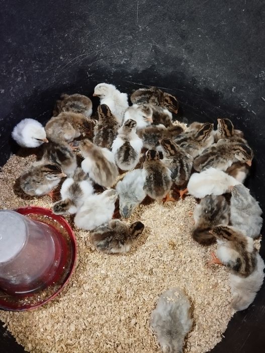 Pui de bibilică de vânzare