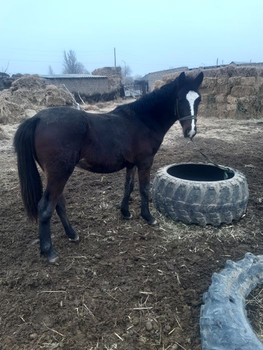 Құнаншықпа сатылады