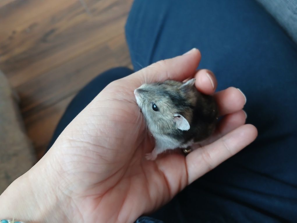 Hamsteri siberieni