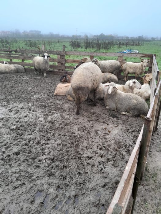 Berbec  tanar de vanzare