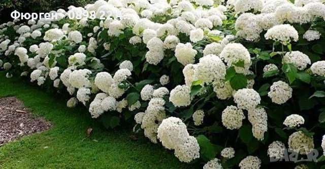 Хортензия -Hydrangea macrophylla Налични 4 вида