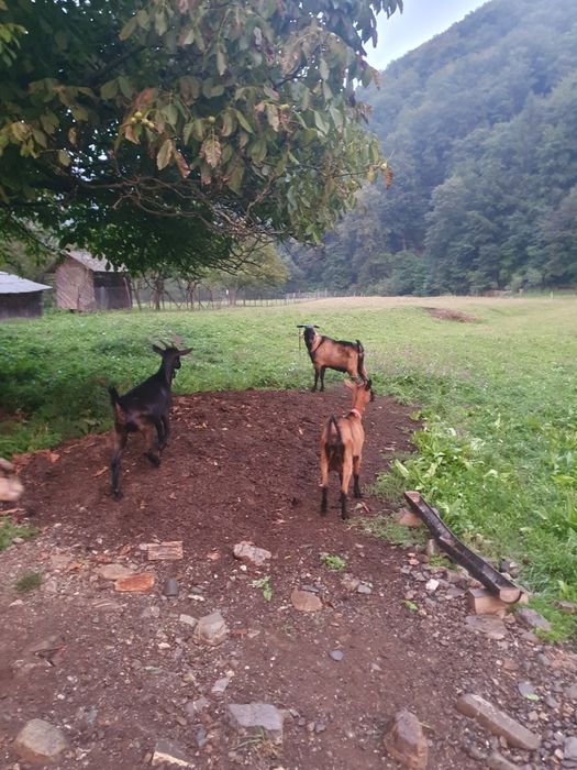 Iediță alpina franceza, 7 luni