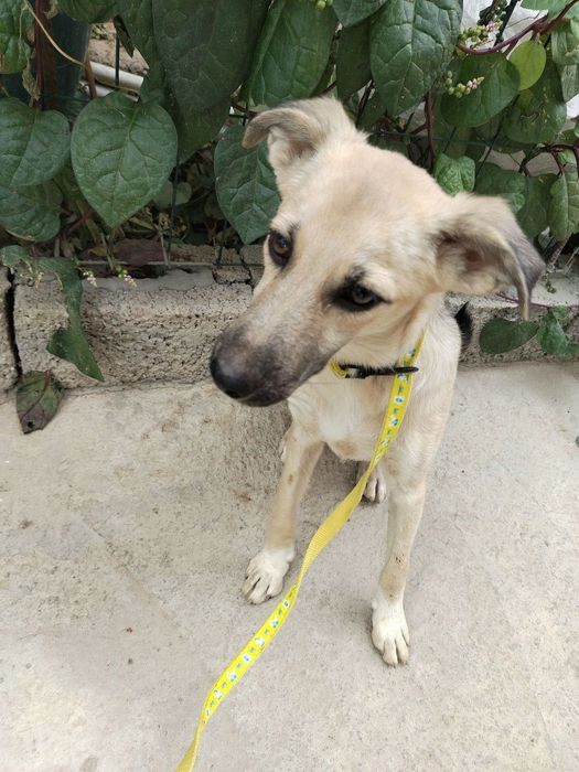 Собака бесплатно