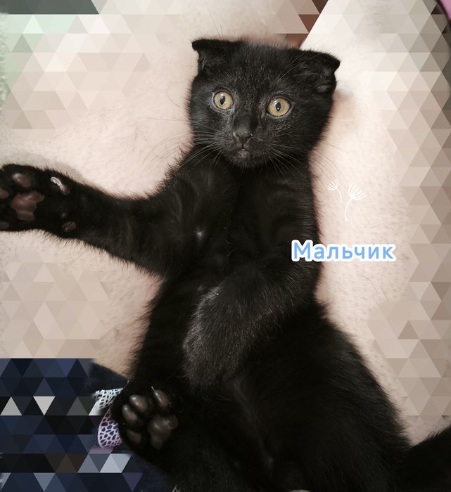 Отдам котят 2 месяца