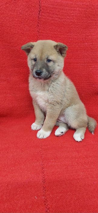 Шиба Ину Shiba inu