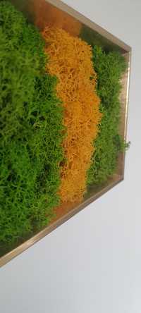 Tablou licheni 20 x 15 cm