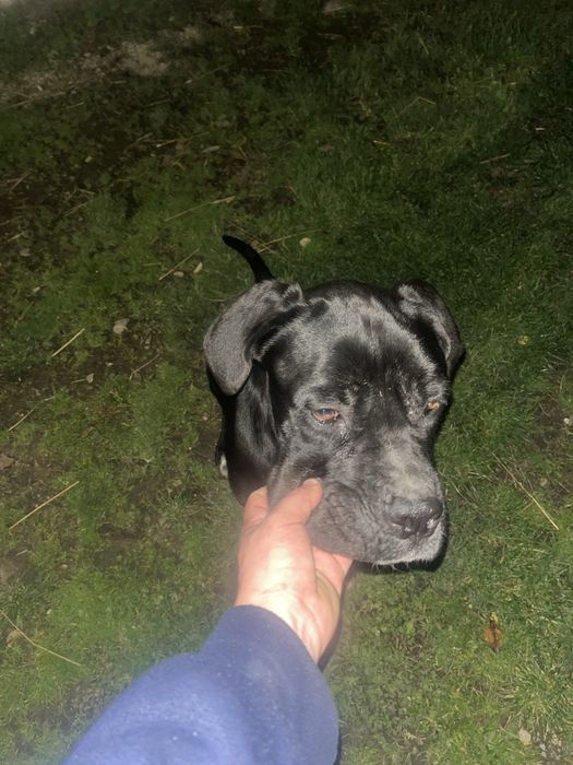 Dau spre adopție caine