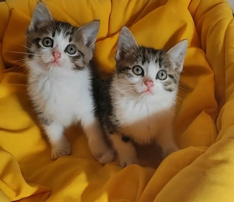 Двойняшки ищут котомаму или котопапу