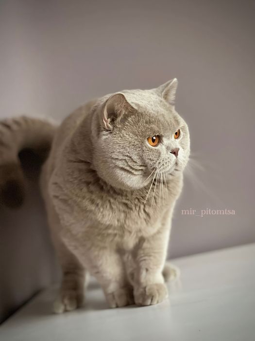 Вязка! Британский кот
