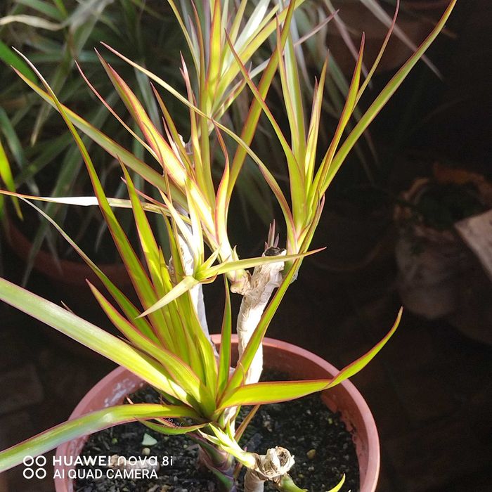 Цветя които ми се повтарят