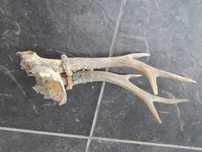 Trofeu Coarne Cerb