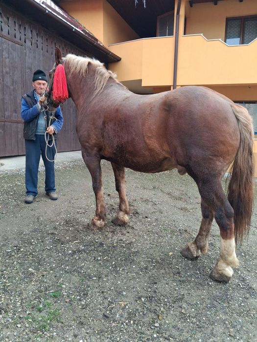 Se vinde cal de lucru