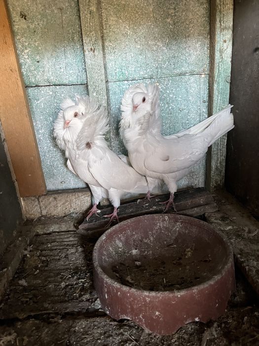 Porumbei de ornament