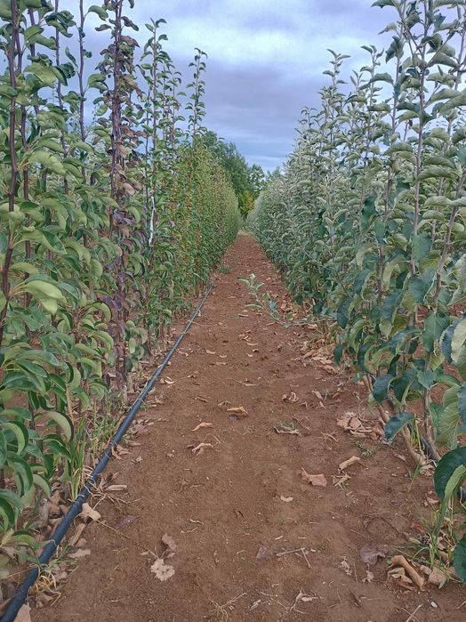 Vand pomi fructiferi