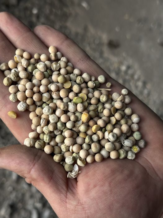 Горох высокого качества