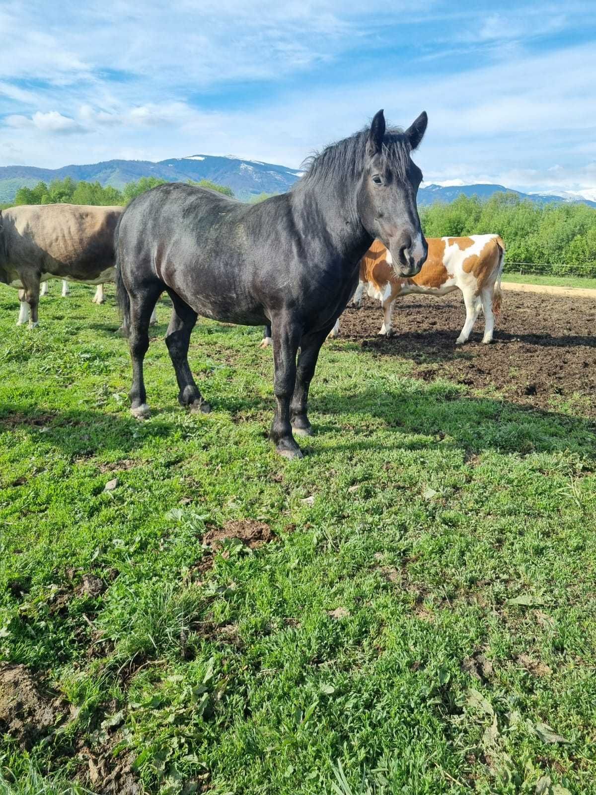 Mânză 2 ani foarte frumoasă si sănătoasă