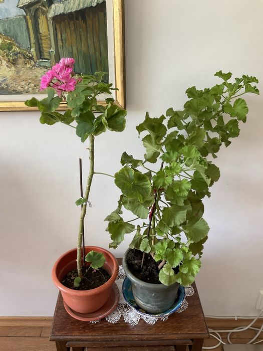Incaltator pantofi si flori apartament
