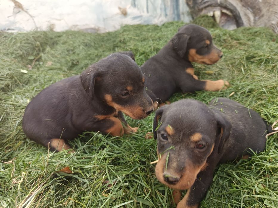 Продаются щенки немецкого ягдтерера