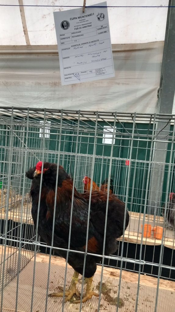 Oua de Araucana pentru incubat