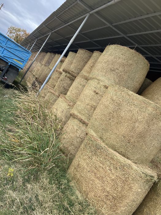 Baloti lucerna verde OFER TRANSPORT