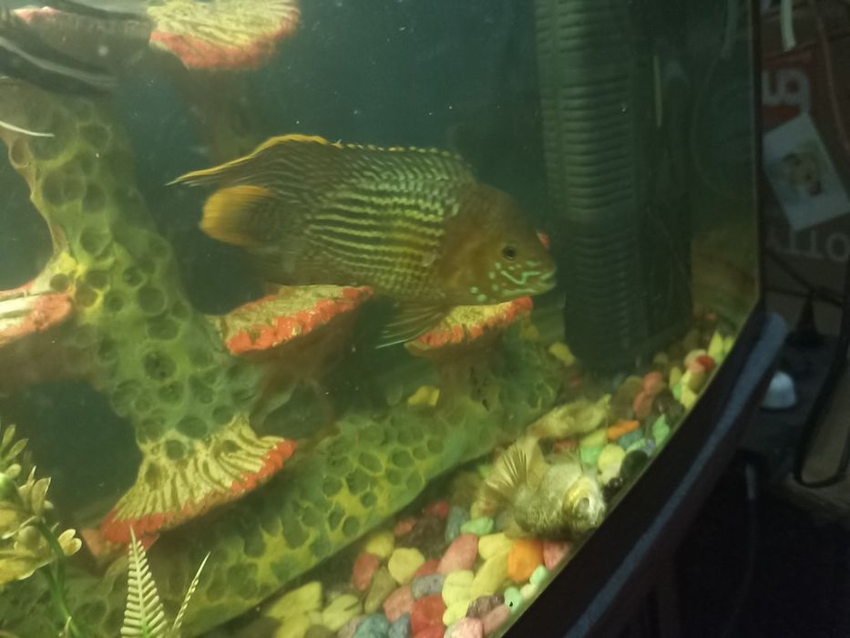 Продаю хищников цена договорная