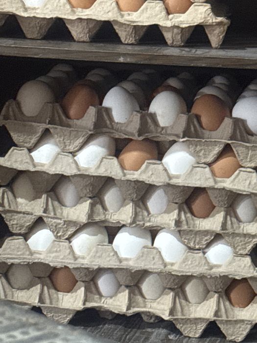 Куриные свежие яйца 80тг